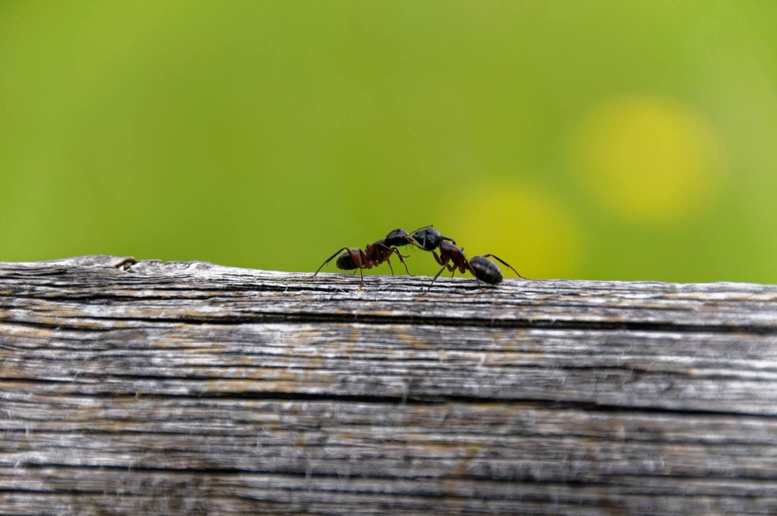 Deux fourmis sur une poutre en bois — symbiose Dream Team